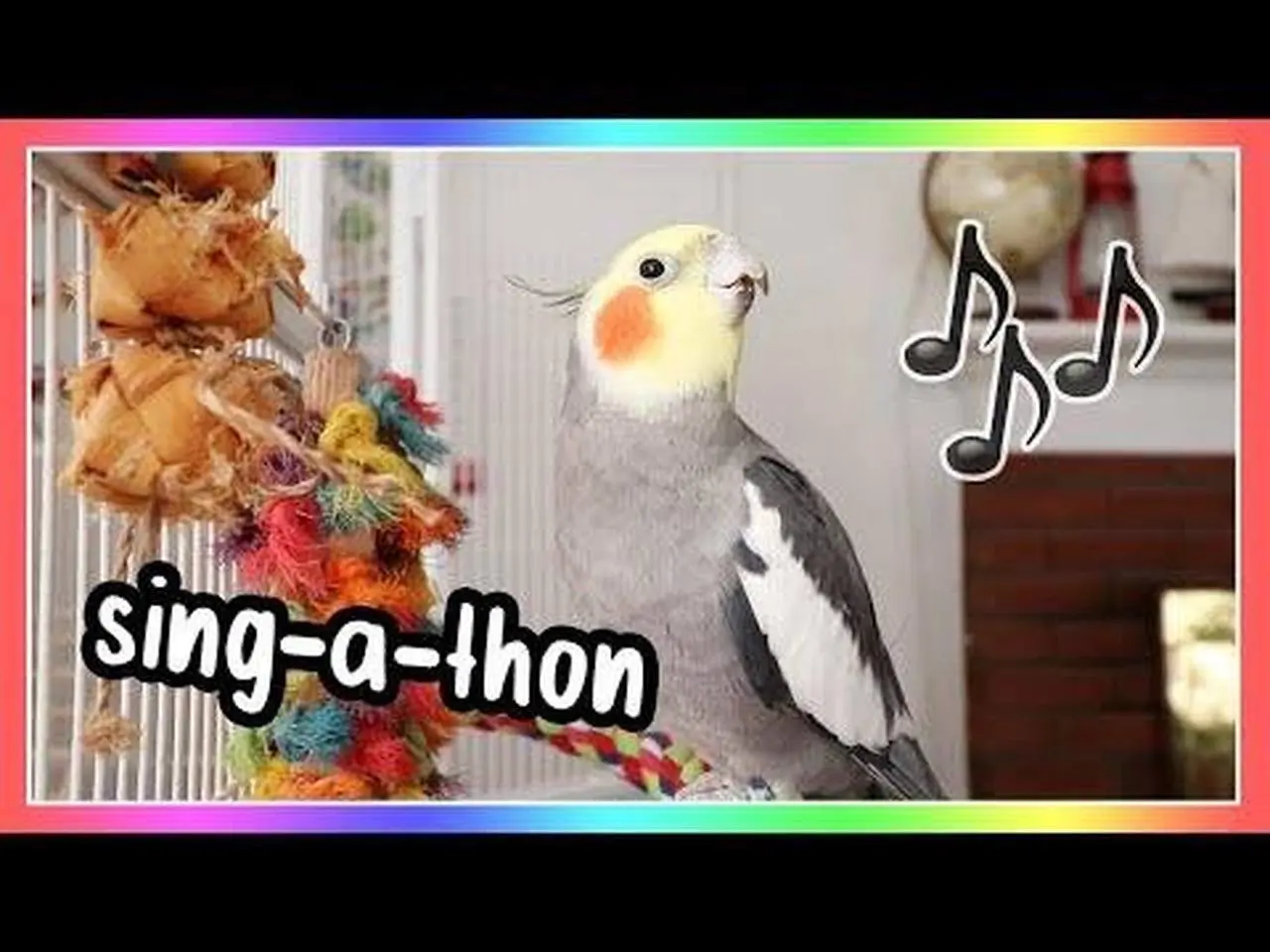 Cute Singing Cockatiel 🌈