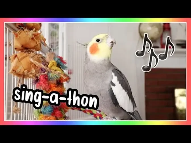 Cute Singing Cockatiel 🌈