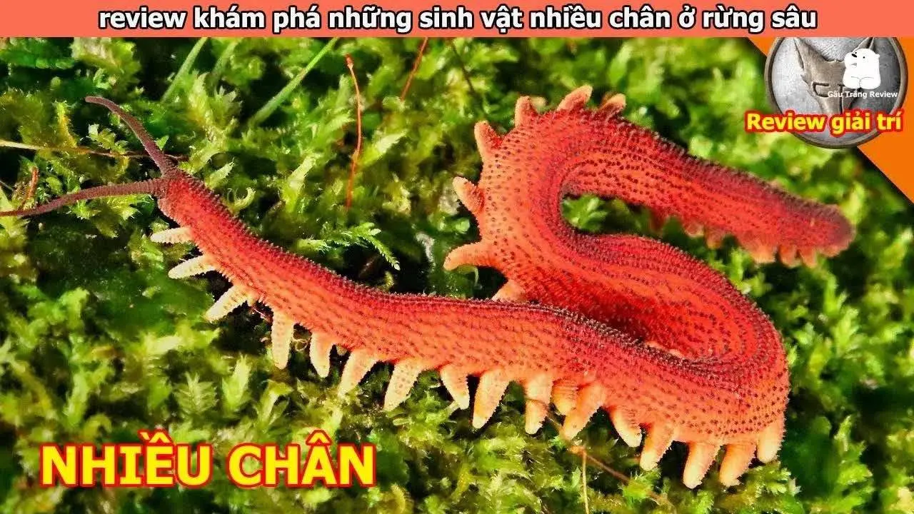 khám phá những sinh vật nhiều chân cực hiếm đầu tiên trên trái đất | Review Giải Trí Đời Sống