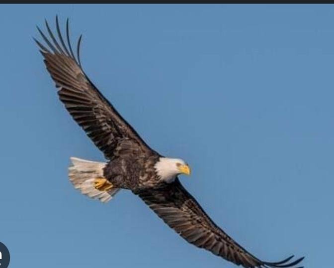 Israeli Ecologist Uses Birds of Prey to Aid Recovery Efforts After Hamas Attacks