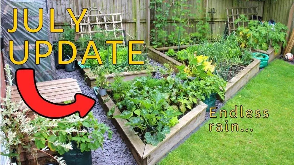 MY JULY KITCHEN GARDEN TOUR | What's growing at the minute?