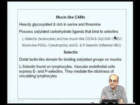 Mod-02 Lec-04 Cells and Organs of the immune system -- Part 3
