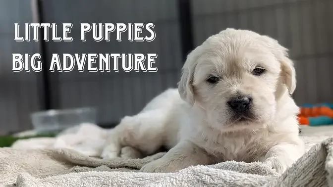 Golden retrievers puppies go outside for the first time (C&C litter)