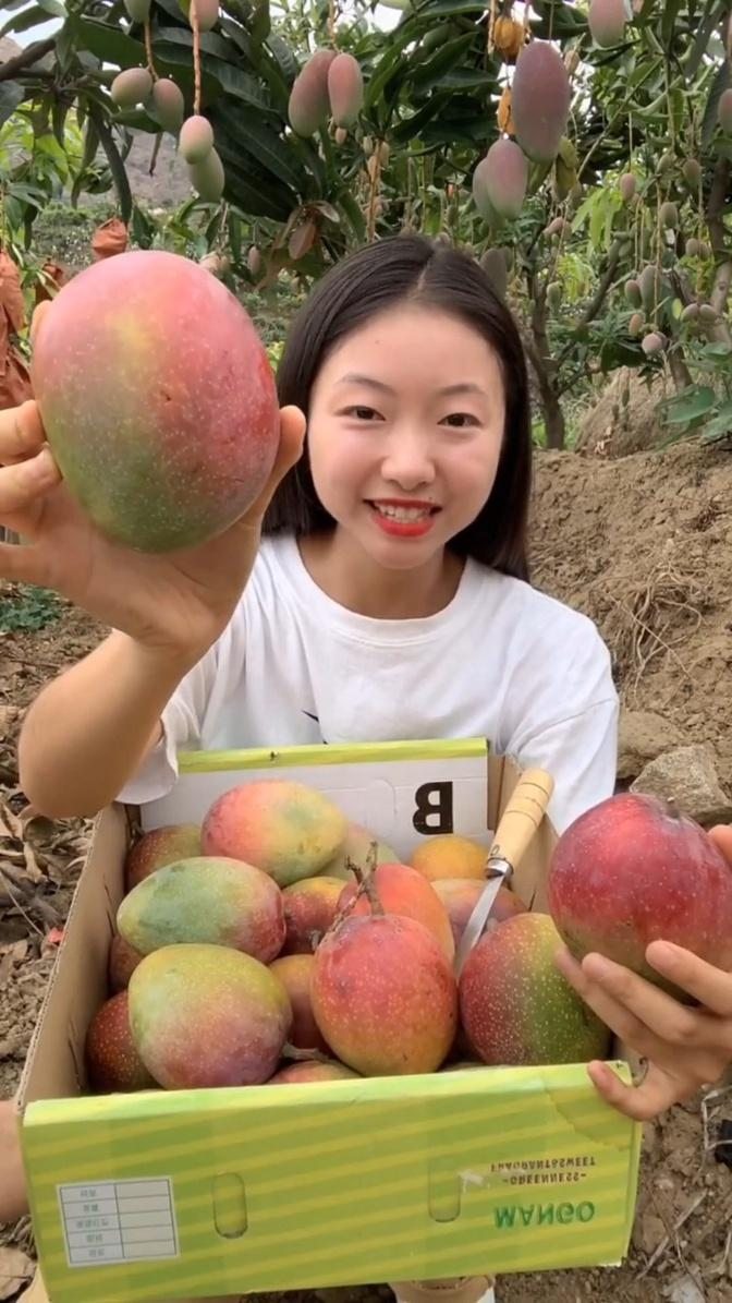 Mangoes fruit farm 