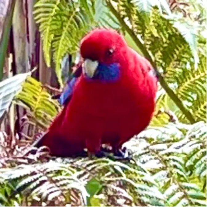 In Australia