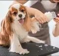 Tips and Tricks for Dog Grooming