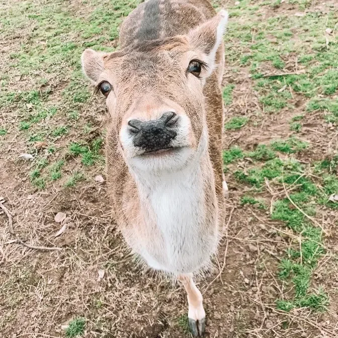 Heart Touching videos: Such a touching story of the 3-leg deer!