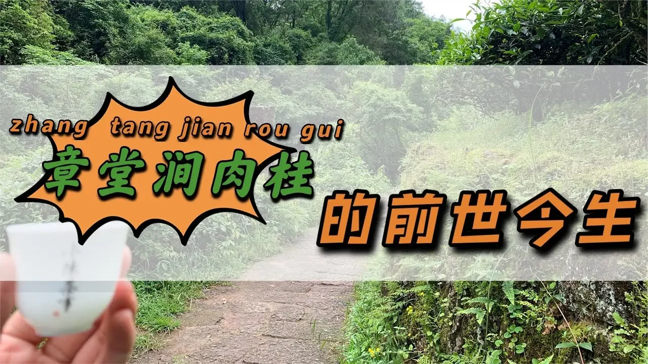 【小陳茶事】跨過牛欄坑，爬過馬頭岩，來到武夷岩茶三坑兩澗的神秘之地章堂澗