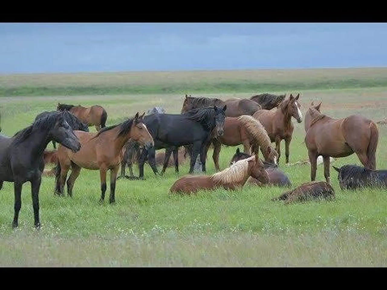 In the herd.