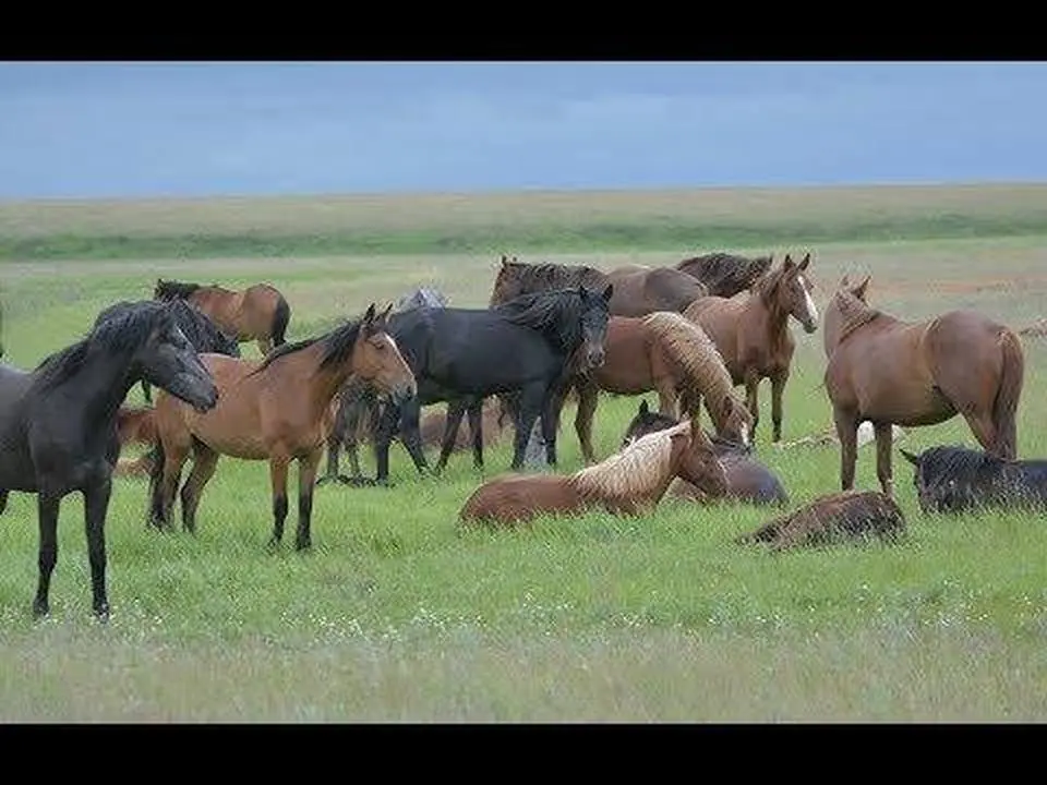 In the herd.
