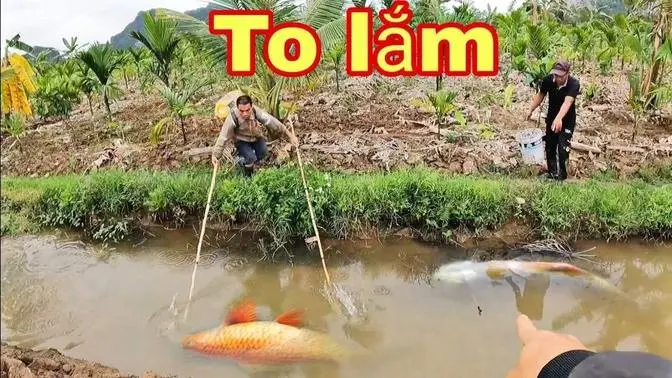 Cả Team Reo Hò Khi Kích Được Đàn Cá Chép Đẻ Gần 100 Con Mắc Cạn _ Thích Lang Thang QN