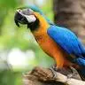 Parrots