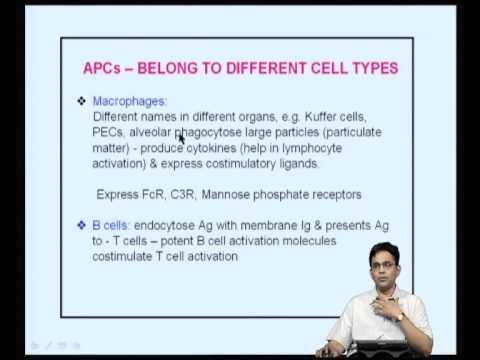 Mod-11 Lec-24 The Major Histocompatibility Complex: MHC class II pathway