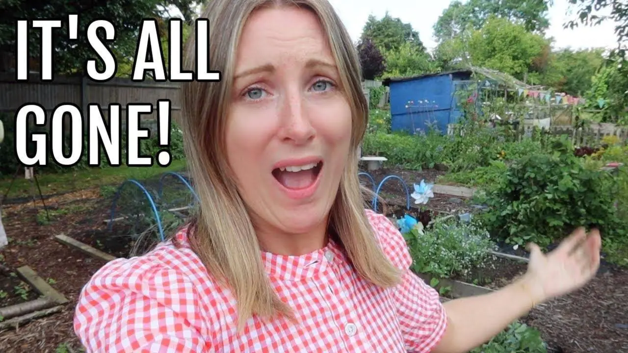 THEY ARE ALL GONE! / ALLOTMENT GARDENING UK