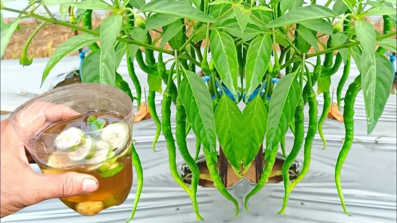 Just 1 glass will make it explode with lots of fruit | Free and natural homemade fertilizer