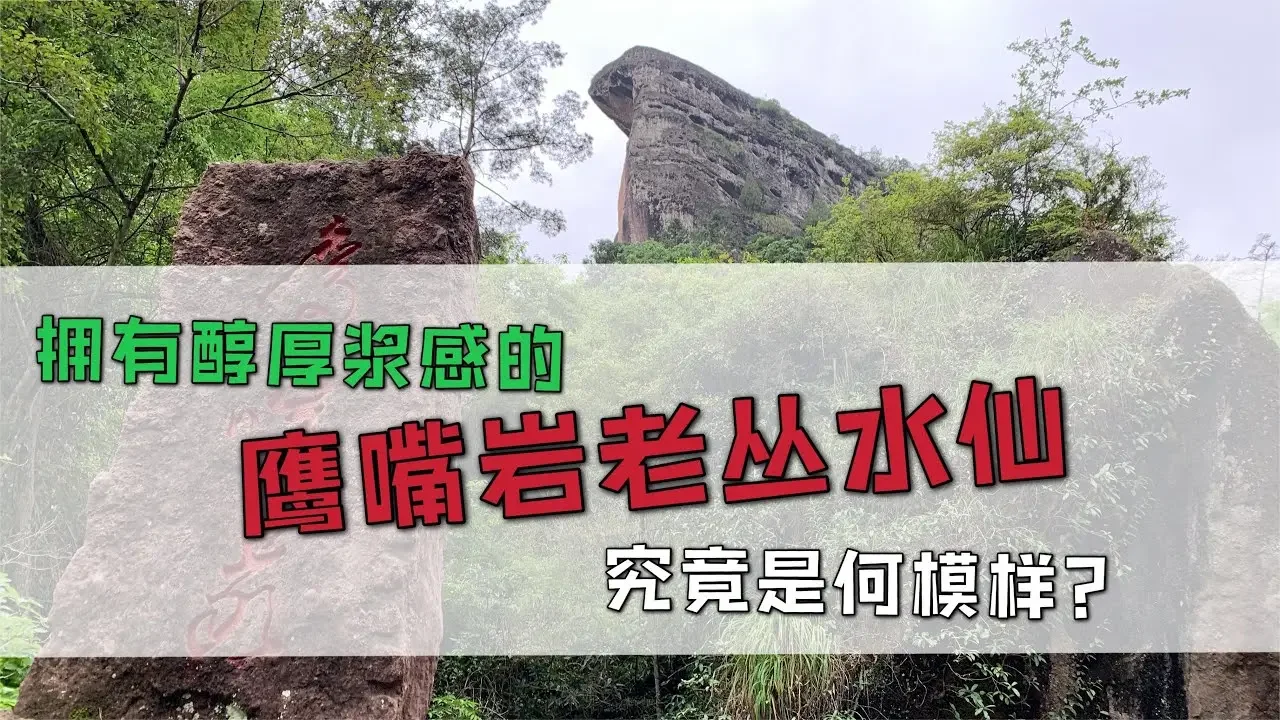 【小陳茶事】與慧苑坑相比，擁有醇厚漿感的鷹嘴岩老叢水仙，究竟是何模樣？