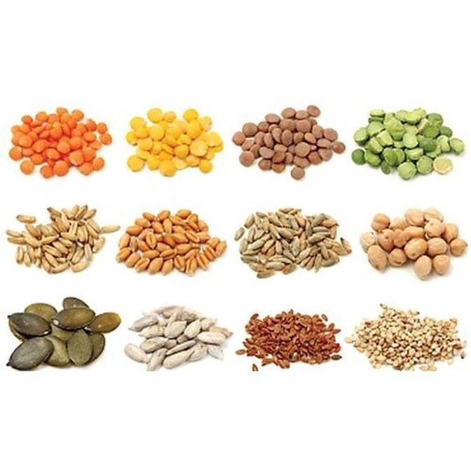 Vegetable Seeds Market Size, Share, Growth and Future Trends, 2032