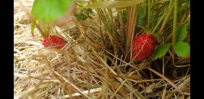 Dividing Alpine strawberries in August, 2022 by Becky James