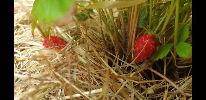 Dividing Alpine strawberries in August, 2022 by Becky James