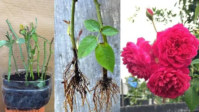 Giâm cành hoa hồng bằng xác cà phê