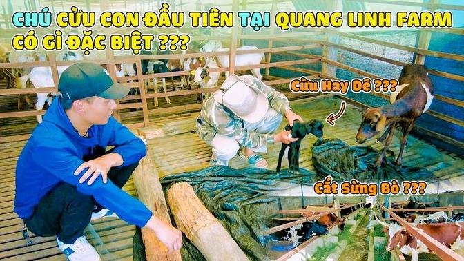 Quanglinhvlogs || Vừa Về Đến Farm Đã Có 1 Chú Cừu Con Ra Đời ??? Thần Tốc