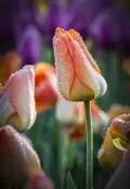 EyeCatching