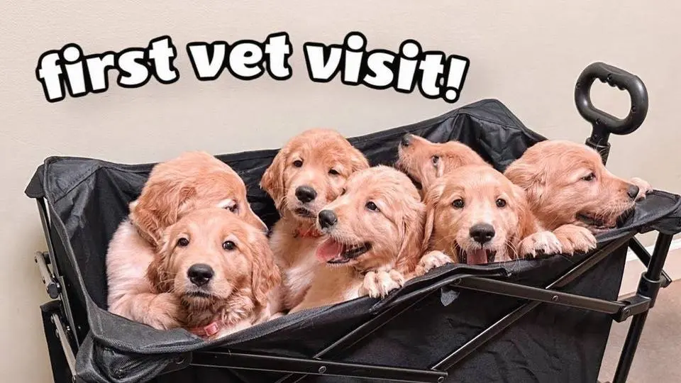GOLDEN RETRIEVER PUPPIES’ First Vet Visit!