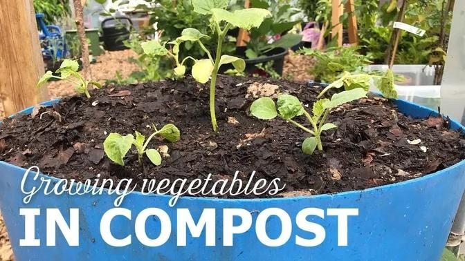 Planting in Compost – No Soil Needed!