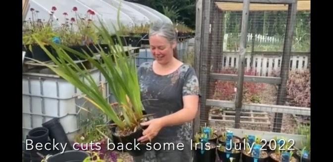 Becky cuts back some Iris