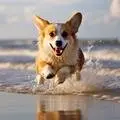 Hub for Corgi Enthusiasts