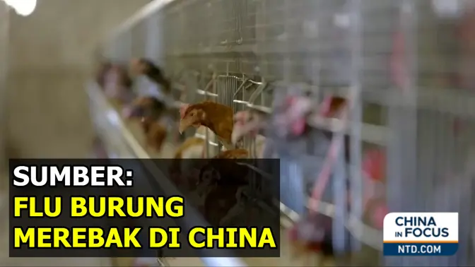 Wabah Flu Burung Merebak di China: Sumber