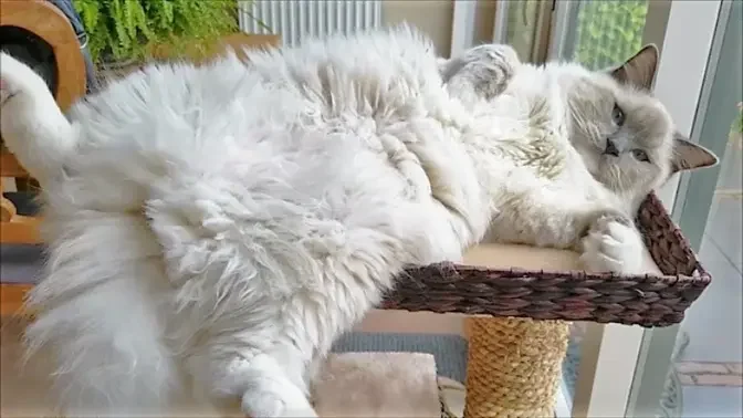 3 Minutes of a Ragdoll Cat Being a Ragdoll Cat