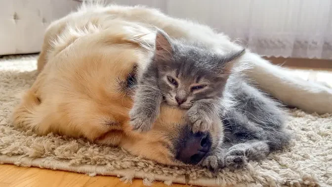 Baby Kitten Fell Madly In Love with Golden Retriever