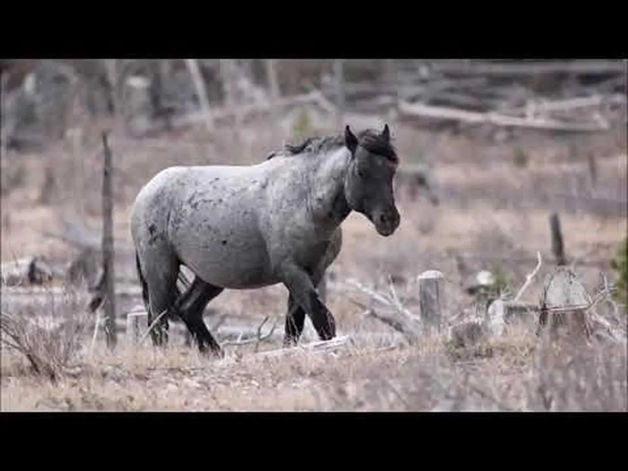 Wild Horses of Alberta