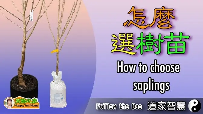 【道家智慧】怎麼挑選樹苗？｜把道家智慧運用到日常生活中 #道家智慧 #乾淨校園 #家庭種植