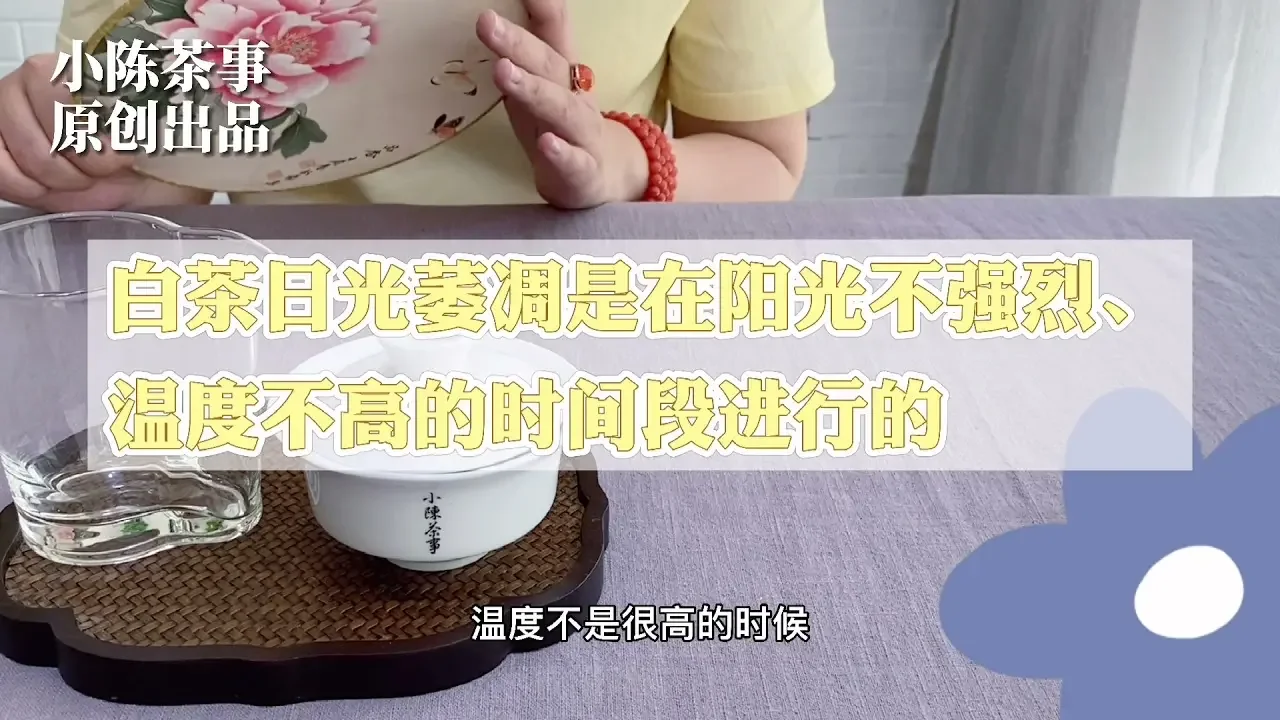 【小陳茶事】白茶的加工是毫無門檻的嗎？隨便什麼製茶師都能做？村姑陳驚呆了
