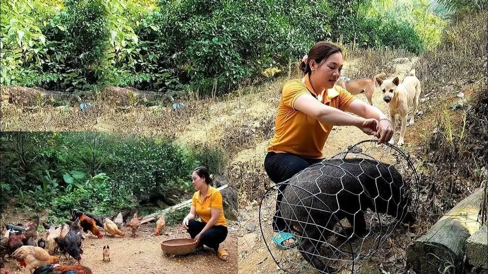 Bán những con lợn kiếm tiền, cuộc sống tự nhiên