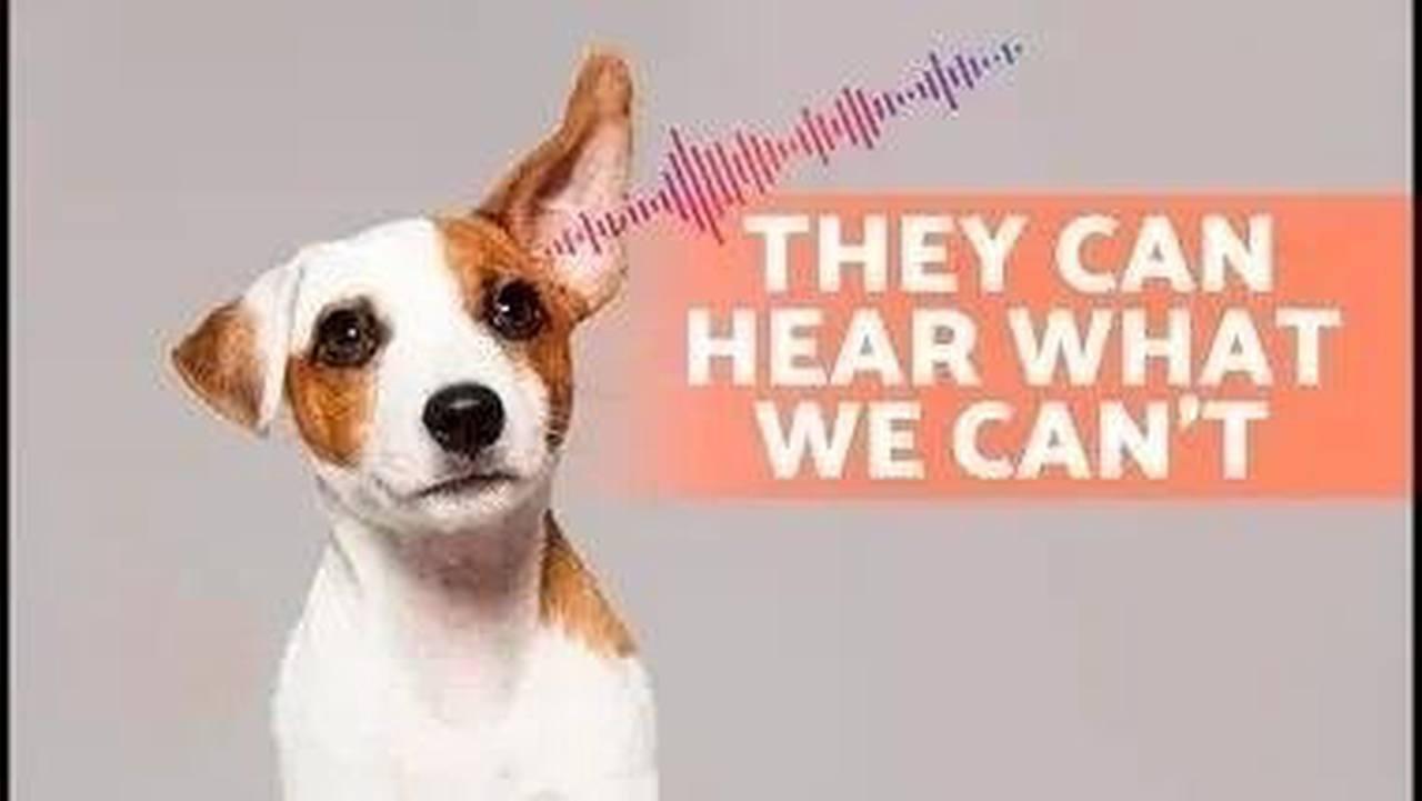 6 SOUNDS That Only DOGS CAN HEAR 🐶🔊