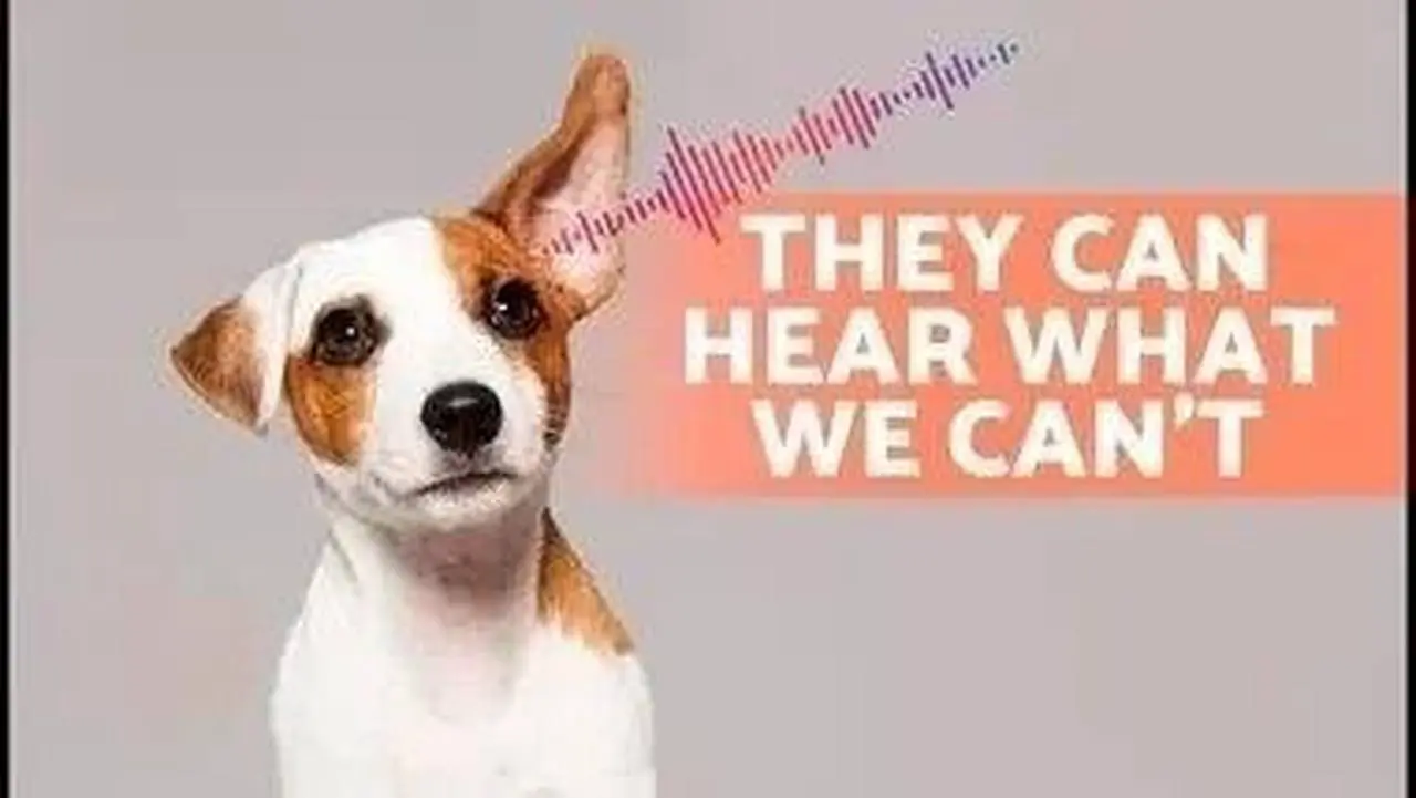 6 SOUNDS That Only DOGS CAN HEAR 🐶🔊