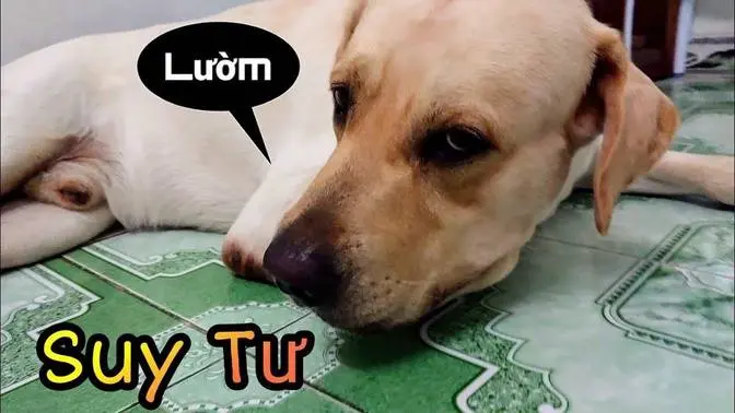 Củ Cải bị suy tư - Cái quạt Mini đáng ghét
