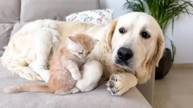 Golden Retriever Confused by New Baby Kitten