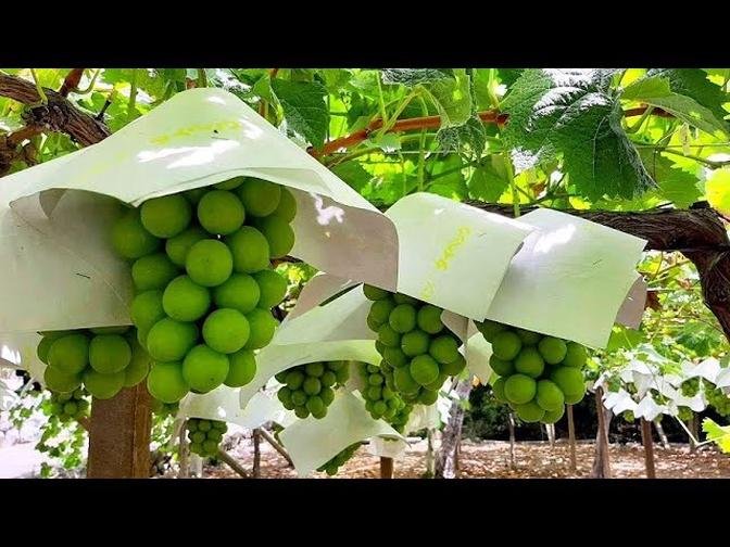 Harvest scenery of Shine Muscat Grapes in Japan