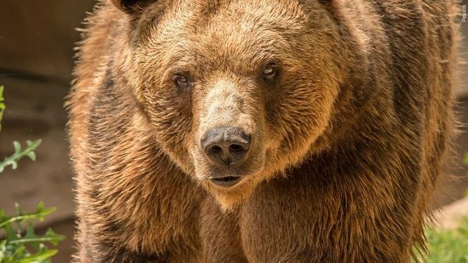 Grizzly Bear that Attacked Hiker in Grand Teton National Park Won't Be Pursued