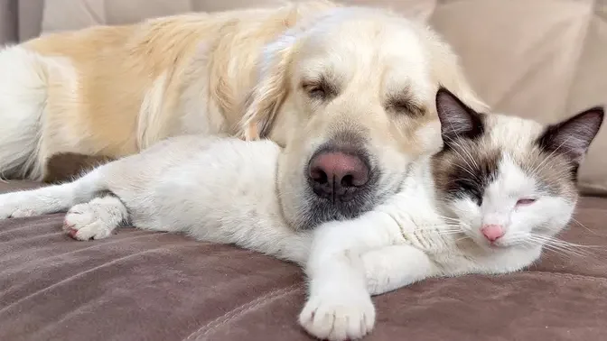 Can a Golden Retriever and a Kitten Love Each Other?