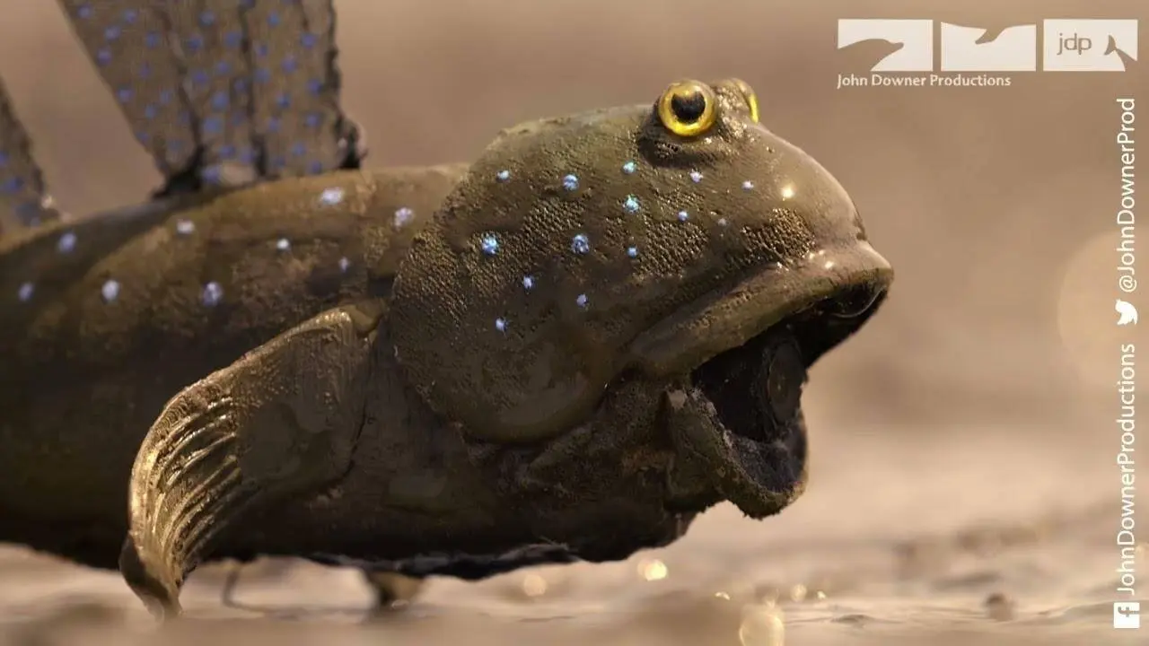 Will Robot Spy Mudskipper Be Competition For The Real Male Mudskippers?	