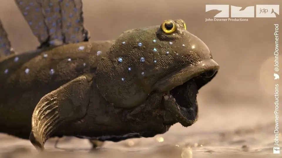 Will Robot Spy Mudskipper Be Competition For The Real Male Mudskippers?	