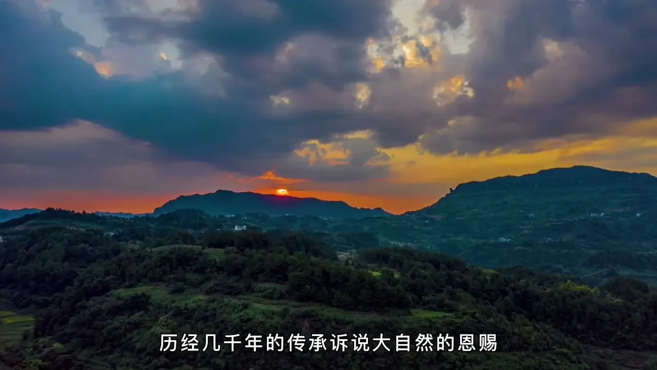 【百味茶集】綠茶「金獎惠明」好喝嗎？蘭香雅，果香幽，特色小眾