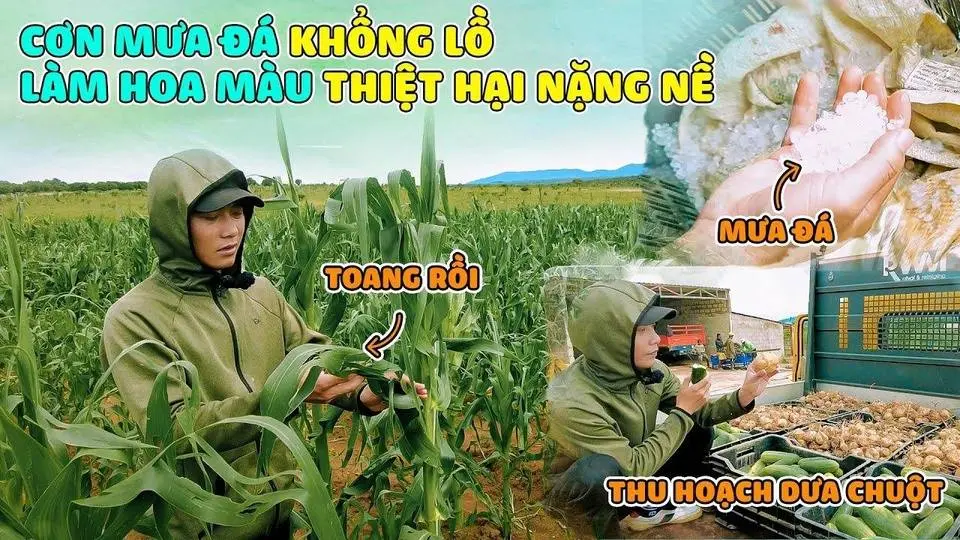 Quanglinhvlogs || Chuyện Buồn Cơn Mưa Đá Không Lồ Làm Quang Linh Farm Thiệt Hại Năng Nề !!!