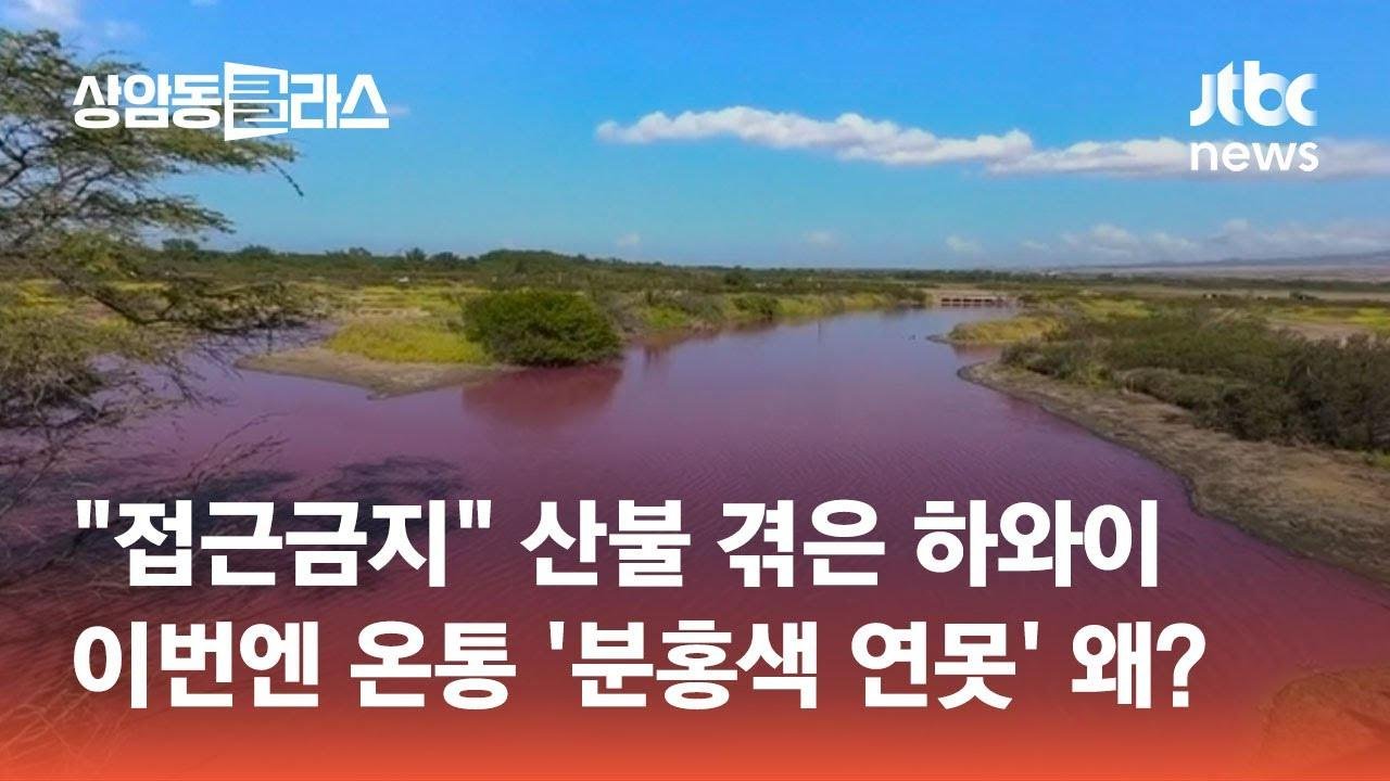 "접근금지" 산불 겪은 하와이, 이번엔 온통 '분홍색 연못' 왜?  #월드클라스 / JTBC 상암동 클라스