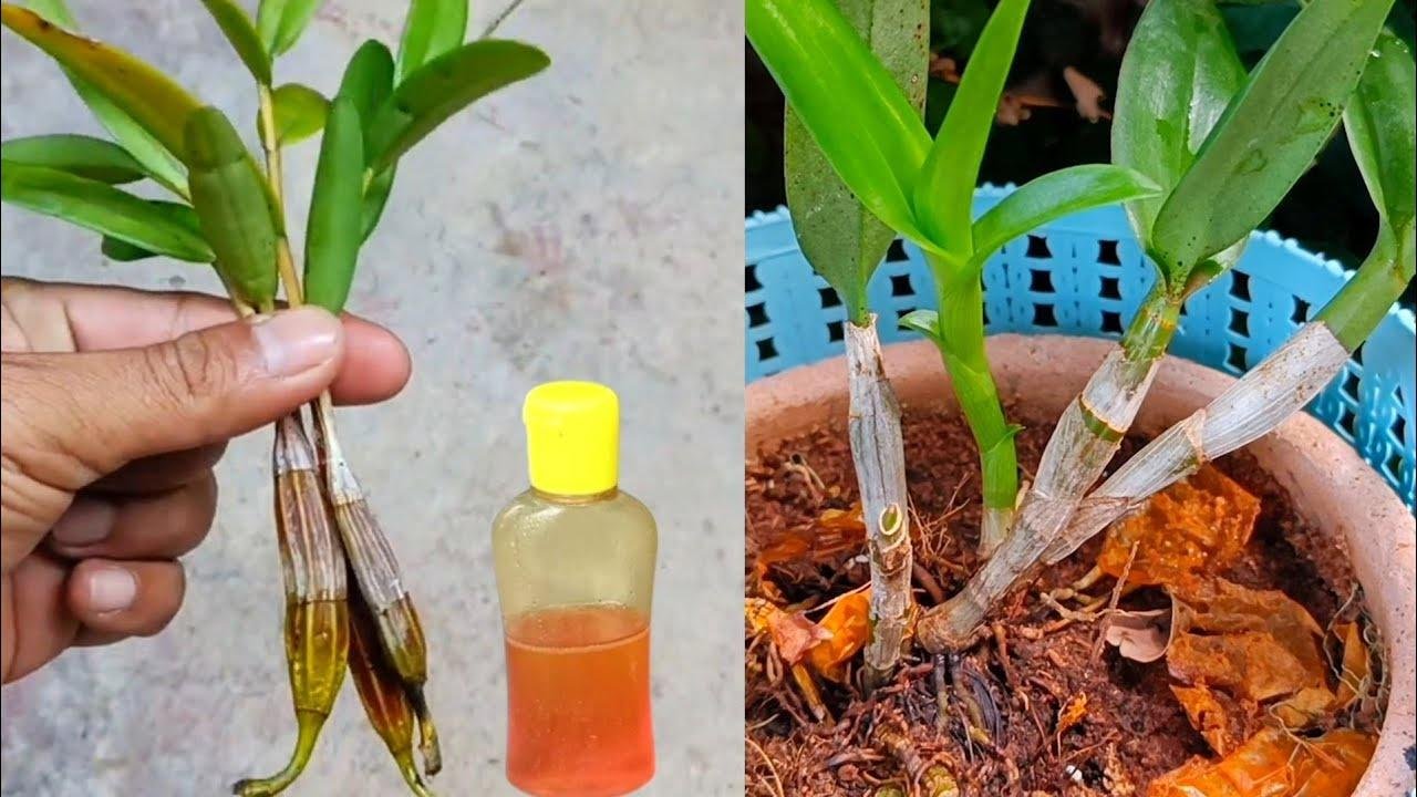 These tips will help the orchid take root quickly and produce young leaves | Best natural hormone